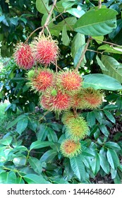 Close up fresh rambutans with green leaf on the tree in the garden