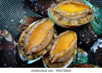 Close up of fresh raw abalones in morning market, selective focus. 
