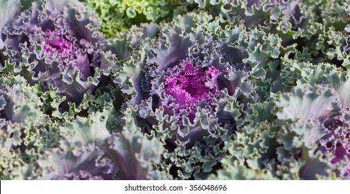 Close - up fresh red cabbage vegetable