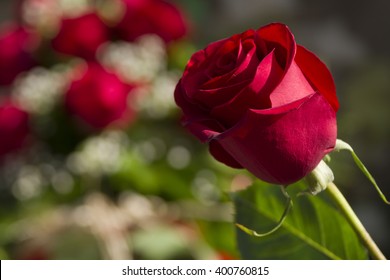 Close up of fresh red rose with space for copy or text -out of focus floral arrangement as a background - Shutterstock ID 400760815