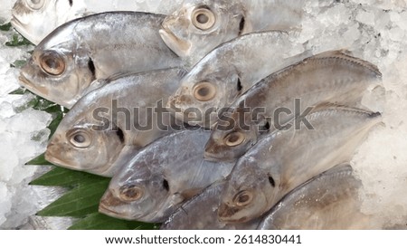 Close up of fresh silver pompano fish on ice bed, ready for sale at the market. Delicious seafood.