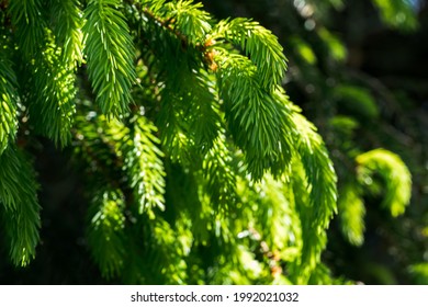 Close Up Of Fresh Spruce Tips (buds)