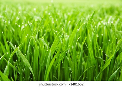 Close up of fresh thick grass with water drops in the early morning - Shutterstock ID 71481652