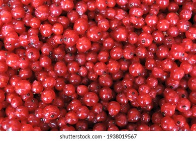 A close up of fresh wet juicy ripe redcurrants and red berries