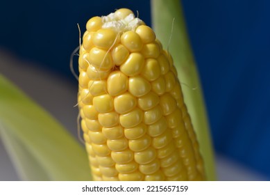 Close Up Of Fresh Yellow Corn Kernels, Grains Of Ripe Corn With Green Husk, Corns Above Pot Ready To Clean And Then Cook, Roast Or Make Any Other Food. Organic Corn From Fresh Harvest Of Farm