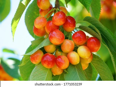 Close Up Fresh Yellow And Red Cherries On The Tree Branch     