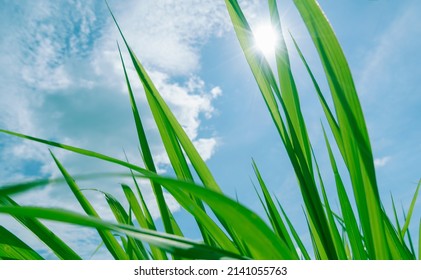 Close Up Fresh Young Grass, Long Leaf, Against Blue Sky With Sun Rays. Natural Outdoor, Ecology Wallpaper. Healthy Wheat Tree Growing In Rainy Season. Simple Peaceful Wallpaper.