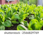 Close up fresh young green cos lettuce are growing in the hydroponic farm.