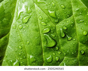 Close up of fresh young spring green leaf highlighted reveal green leaf texture sprinkled with water drops - Powered by Shutterstock