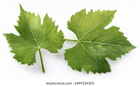 Close up fresh young vine leaf, grapevine isolated on white background - Powered by Shutterstock