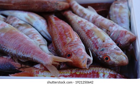 33 Slimy mackerel Images, Stock Photos & Vectors | Shutterstock