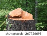 Close up of a freshly chopped down tree 