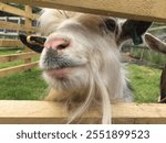 Close up of friendly and funny goat farm animal head at kids city urban farm 