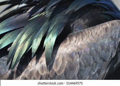 Close up of Frigate bird in the Galapagos - Powered by Shutterstock