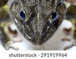 Close up of Frog