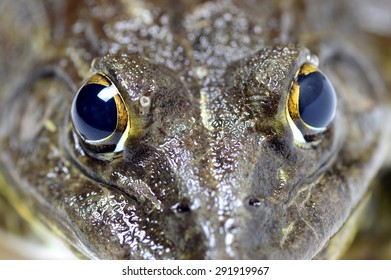 Close up of Frog
