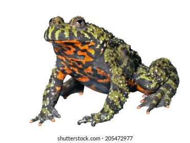 Close Frog Fareastern Firebellied Toad Bombina Stock Photo 205472977 ...