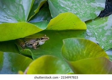 1,021 Frog sound Images, Stock Photos & Vectors | Shutterstock