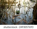 Close up of a frog swimming in a pond