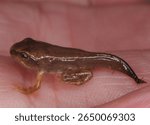 close up of a Froglet (transitional phase from tadpole to frog) note the retained tail from the tadpole phase. Also commonly known as a Brown, Grass, Pond or Holarctic True frog