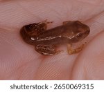 close up of a Froglet (transitional phase from tadpole to frog) note the retained tail from the tadpole phase. Also commonly known as a Brown, Grass, Pond or Holarctic True frog