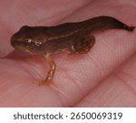 close up of a Froglet (transitional phase from tadpole to frog) note the retained tail from the tadpole phase. Also commonly known as a Brown, Grass, Pond or Holarctic True frog