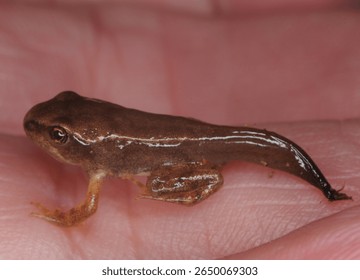 close up of a Froglet (transitional phase from tadpole to frog) note the retained tail from the tadpole phase. Also commonly known as a Brown, Grass, Pond or Holarctic True frog