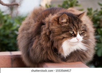 Long Haired Cat Images Stock Photos Vectors Shutterstock