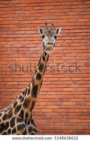 Image, Stock Photo Close up front portrait of one giraffe over red brick wall