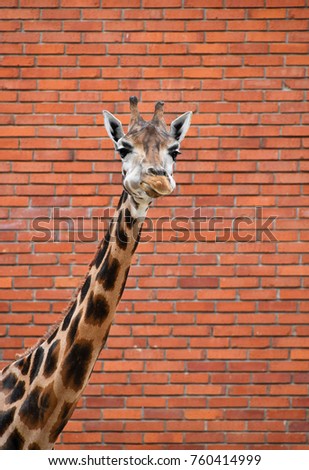 Similar – Image, Stock Photo Close up front portrait of one giraffe over red brick wall