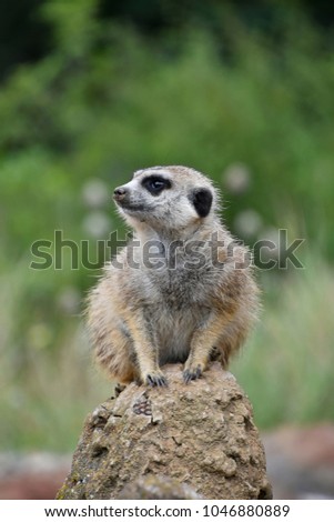 Image, Stock Photo Close up portrait of one meerkat sitting on a rock