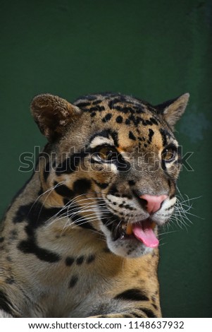 Foto Bild Nahaufnahme Frontporträt eines jungen, getrübten Leoparden