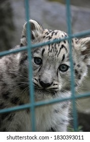 Close Up Front Portrait Of Young Snow Leopard Cub Looking At Camera Out Of Zoo Enclosure Lattice Bars