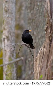 Close Up Front View Of Attentive  Facing Right Thrush Sitting On Tree Branch In Deciduous Forest In The Evening