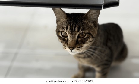 Close up front view of brown tabby cat sitting under furniture indoors. Curious domestic short hair cat looking at camera