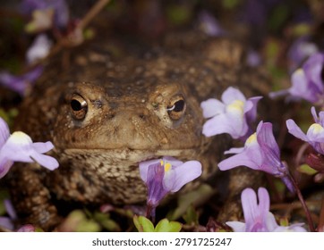 close up front view of a Common Toad amongst Ivy leaved Toadflax