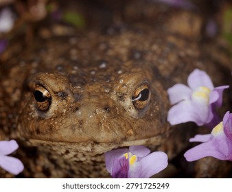 close up front view of a Common Toad amongst Ivy leaved Toadflax