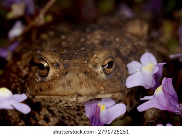 close up front view of a Common Toad amongst Ivy leaved Toadflax
