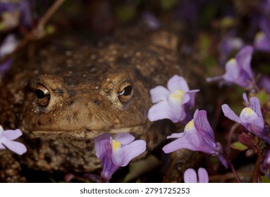 close up front view of a Common Toad amongst Ivy leaved Toadflax