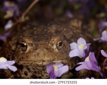 close up front view of a Common Toad amongst Ivy leaved Toadflax