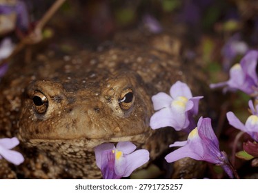 close up front view of a Common Toad amongst Ivy leaved Toadflax