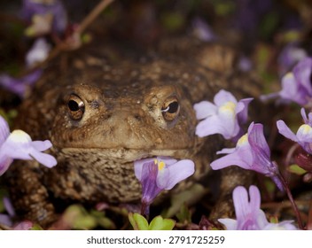 close up front view of a Common Toad amongst Ivy leaved Toadflax