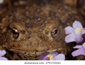close up front view of a Common Toad amongst Ivy leaved Toadflax