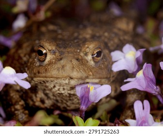 close up front view of a Common Toad amongst Ivy leaved Toadflax