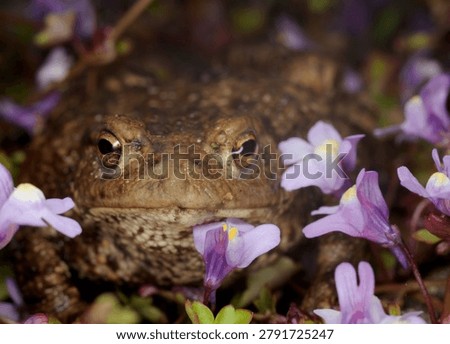 close up front view of a Common Toad amongst Ivy leaved Toadflax