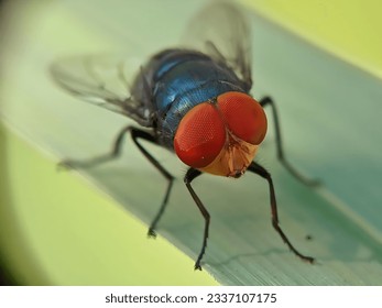 Close up and front view of the red eye of a fly. Blurred background. - Powered by Shutterstock