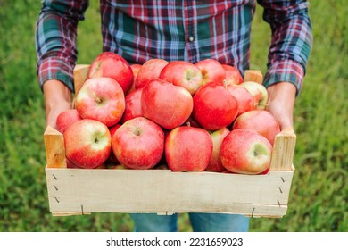 Close up front view wooden box with red apples in hands of a farmer man in an apple orchard. Good ripe apples harvest season. The concept of farming, healthy food, vitamins. Unrecognizable. - Powered by Shutterstock