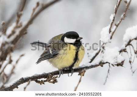 Close up front wiew of a cute great tit bird sitting on a icy twig in winter with snow around it