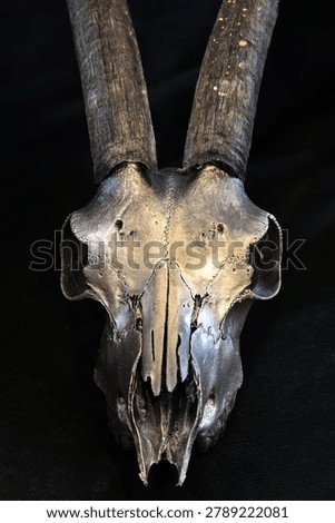 Close up frontal vertical view of a metallic silver painted animal skull with long textured horns on black background. Dark glamour gothic occult concept