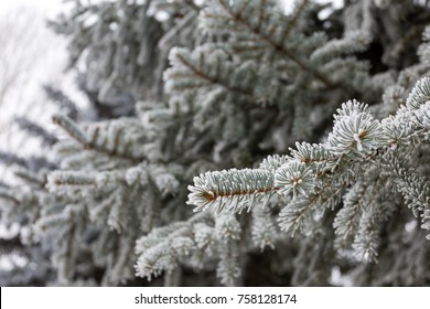 Close Frosted Pine Tree Forest Stock Photo 758128174 | Shutterstock